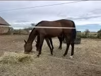Cavallo, Hungarian horse breed — foto 6