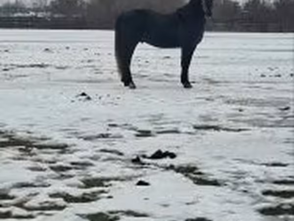 Caballo, Lipizzaner