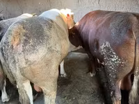گاو نر, گاو — عکس 4