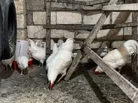 أستراليان بيت غيم فاول — الصورة 8
