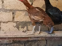 Chickens — عکس 3