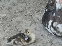 Domestic Muscovy — sawirka 6