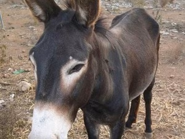 Pastuv, Коњи
