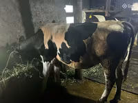 Tehén, Russian Black pied cattle — 4. fotó