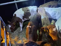 วัวตัวผู้, Simmental cattle — รูปภาพ 4