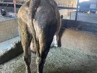 Lembu betina, Swiss cattle — foto 2