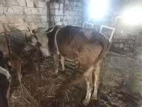 암소, Simmental cattle — 사진 2