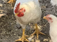 Chickens — foto 4