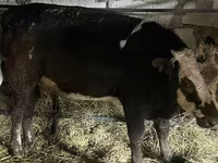 Vacă, Vaca kazahă cu cap alb — foto 2