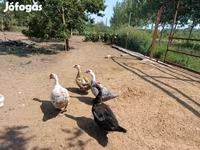 Ducks — Foto 4