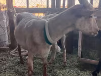 雌ヤギ, Alpine goat — 写真 2