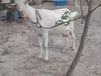 Буз, Бузҳо — акс 1