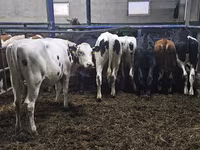 Kuh, Holstein-Rasse — Foto 3