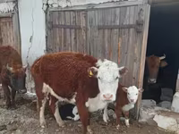 Lembu ternakan (lot, jantina tidak dinyatakan), Kazakh White-headed cow — foto 4
