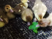 Ducks — عکس 8