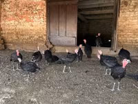 Turkeys — foto 6