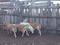 Ram, Katum sheep — photo 2