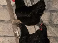 آسترالورپ — عکس 2