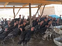 Turkeys — zdjęcie 2