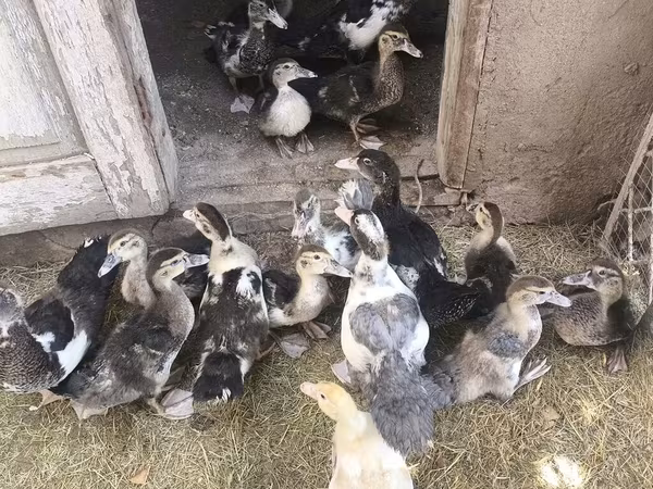 Ducks