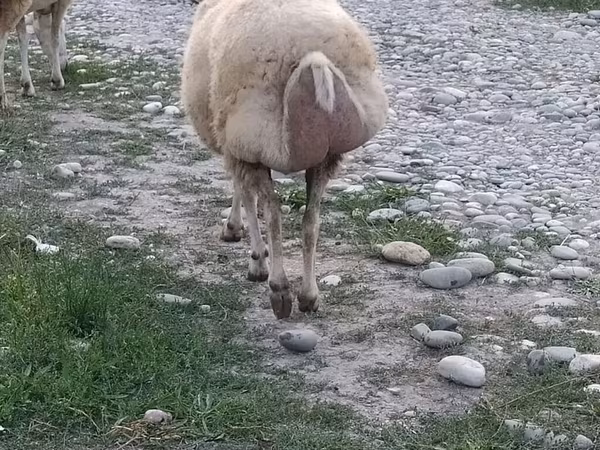 雄羊, 羊