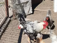 Chickens — عکس 8