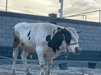ወንድ በሬ, Holstein breed — ፎቶ 3