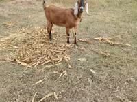 Kambing betina, Nubian Goat — foto 2