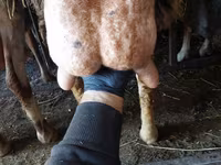 Schaf, Awassi sheep — Foto 5