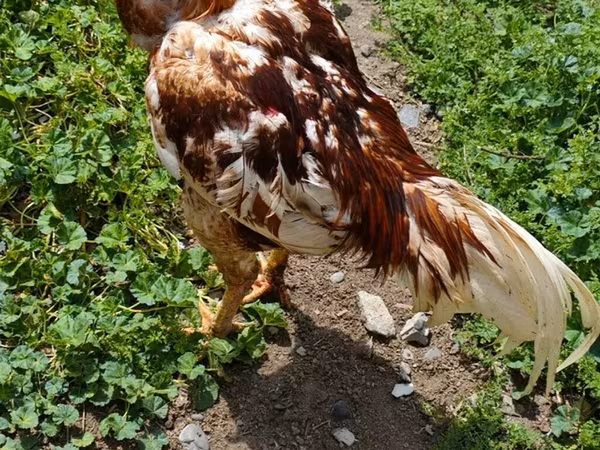 Chickens — Azerbaijan