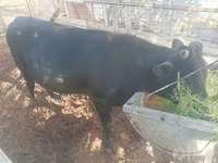 Toro, Bovini — foto 3