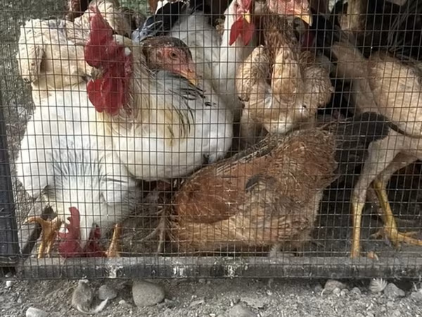 Chickens