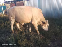 گاو نر, Simmental cattle — عکس 1
