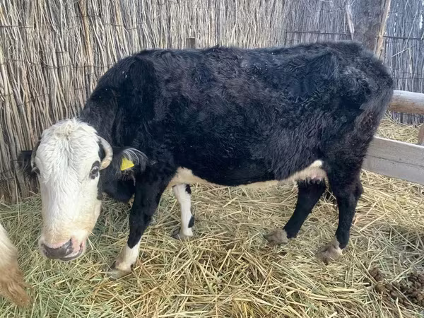 Vaca, Latvian Blue cattle