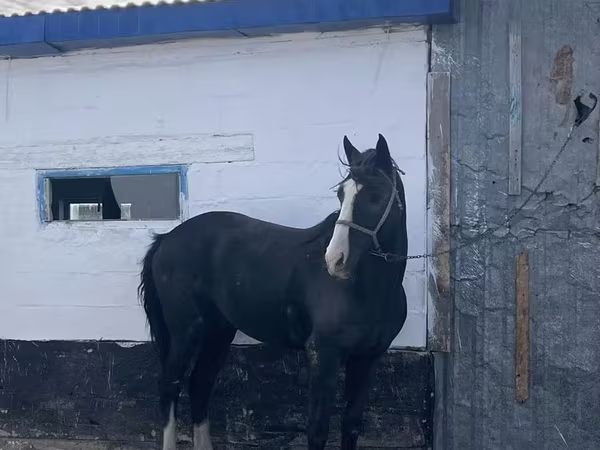 Faras, Kazakh horse