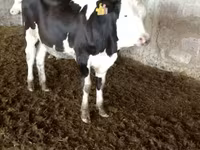 Tehén, Simmental cattle — 5. fotó