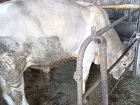 सांड, Swiss cattle — फ़ोटो 5