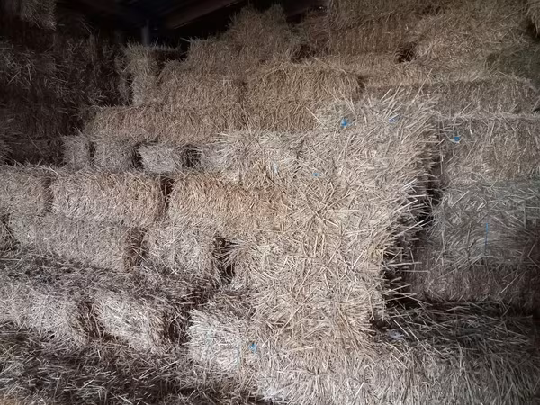 Продам солому пшеницы