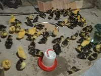 Ducks — 4-rasm