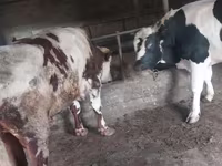 Touro, Russian Black pied cattle — foto 3