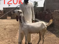 Այծեր (խումբ, սեռը նշված չէ), Najdi goat — լուսանկար 4