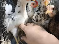 Chickens — foto 5