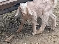 Țap, Damask goat — foto 2