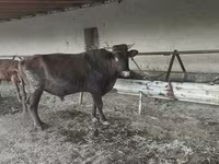 Býk, Skot — foto 4