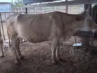 گاو ماده, Latvian Blue cattle — عکس 2
