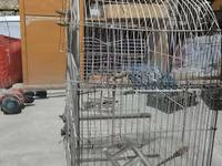 Metall quş qəfəsi dovşan tutuquşu göyərçin qəfəs - Material: möhkəm — sawirka 1