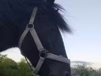 Cavalo, Hucul pony — foto 2