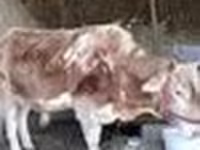سانڈ, Simmental cattle — تصویر 3