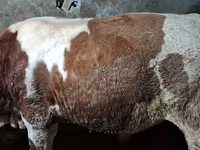 Býk, Simmental cattle — foto 4