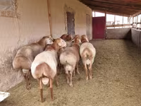 Ovan, Arashan sheep — fotografija 2